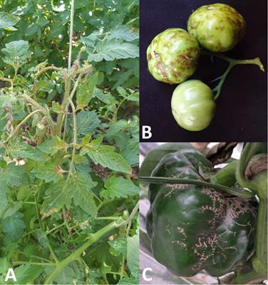 Detection of Parietaria Mottle Virus by RT-qPCR: An Emerging Virus Native of Mediterranean Area That Undermine Tomato and Pepper Production in Southern Italy